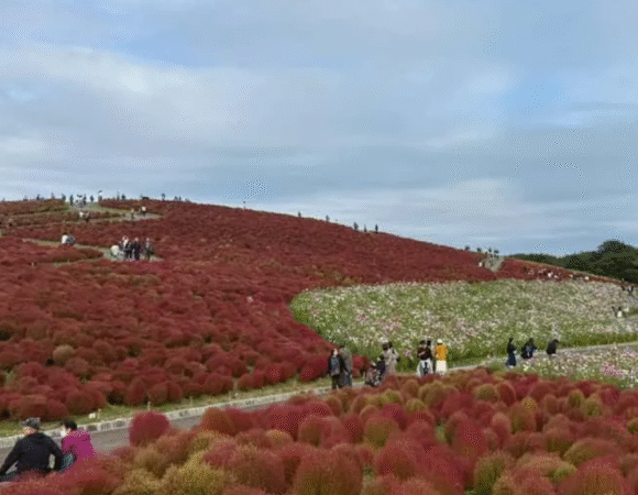 Tokyo: Autumn Wonders at Hitachi Park & Fukuroda Falls