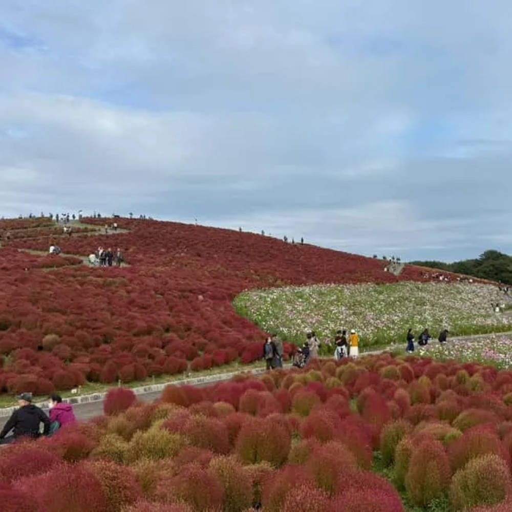 Tokyo: Autumn Wonders at Hitachi Park & Fukuroda Falls