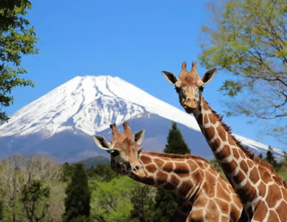 Tokyo:Customizable Private Day Trip to Mt.Fuji & Safari Park